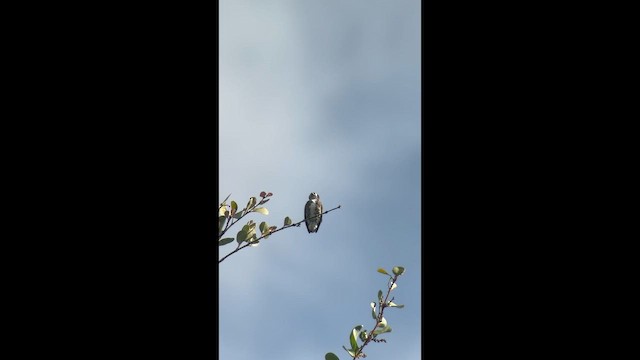 White-browed Purpletuft - ML657284094