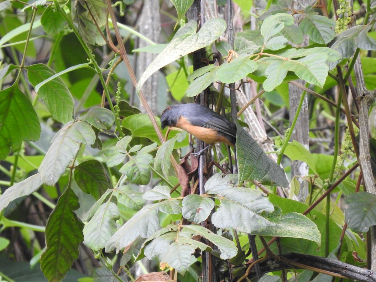Rufous-crested Tanager - ML657284108