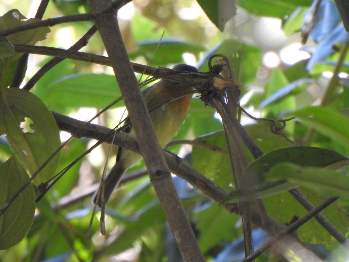 Rufous-breasted Flycatcher - ML657284189