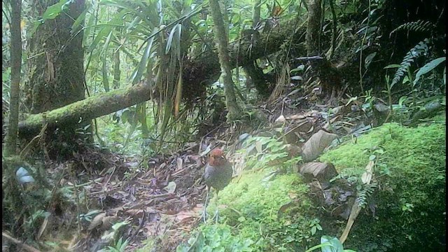 Bicolored Antpitta - ML657284303