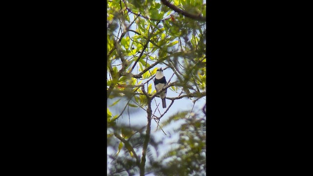 White-necked Puffbird - ML657284334