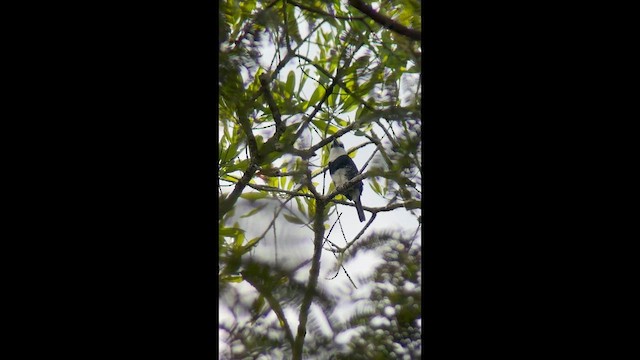 White-necked Puffbird - ML657284338