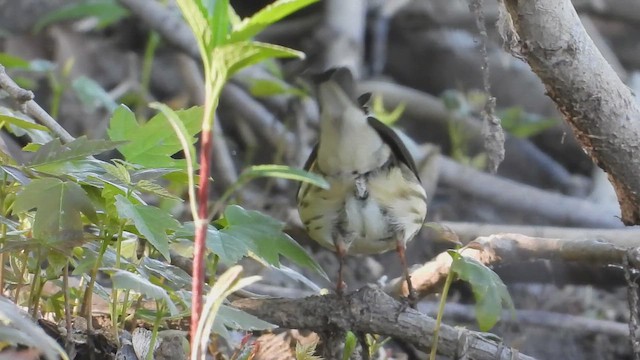 Louisiana Waterthrush - ML657284812