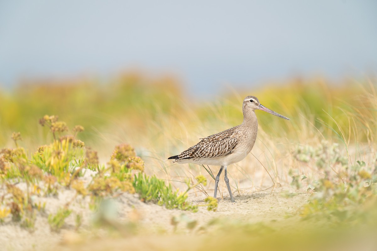 Bar-tailed Godwit (European) - ML657284824