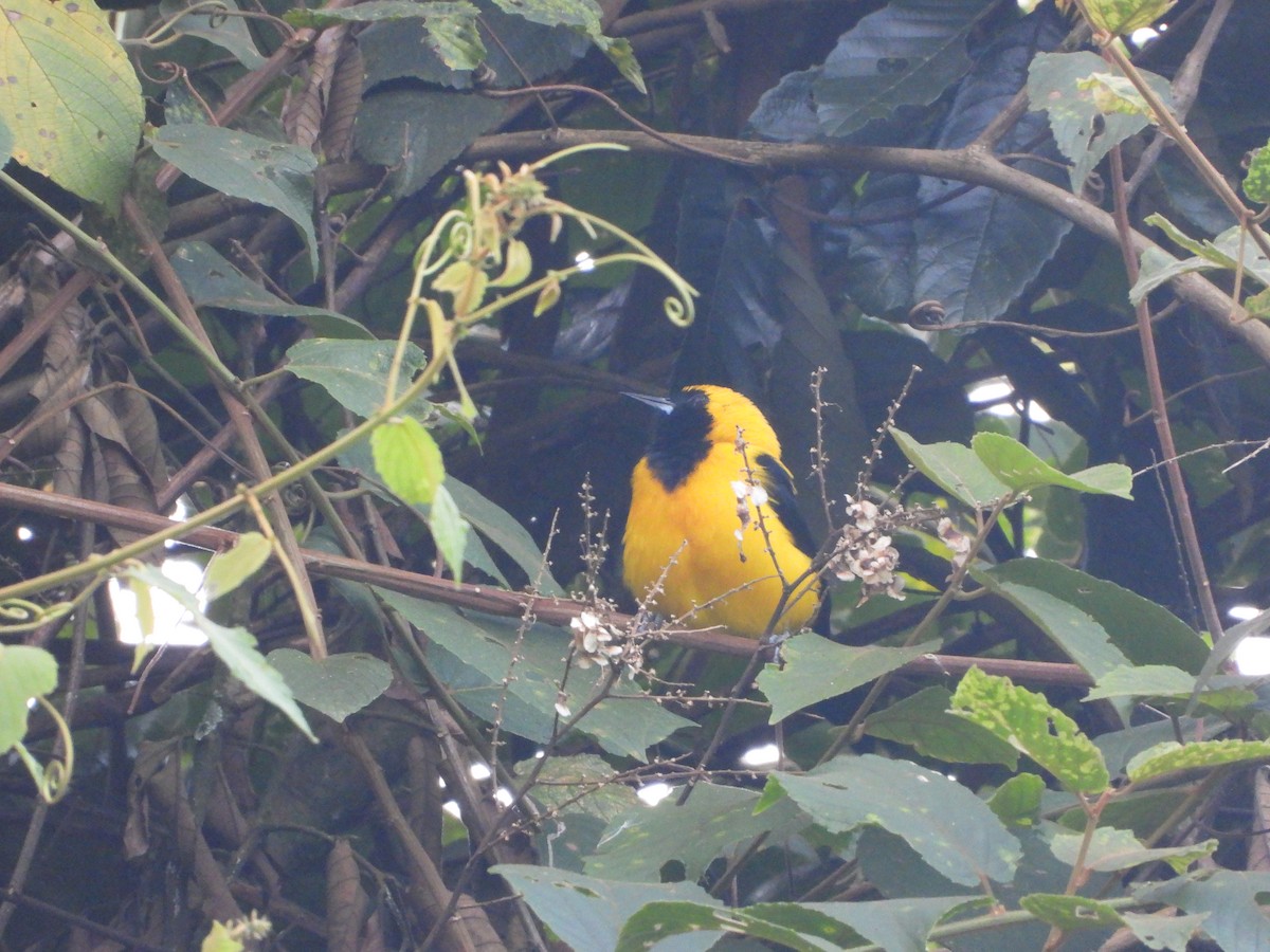 Yellow-backed Oriole - ML657284920