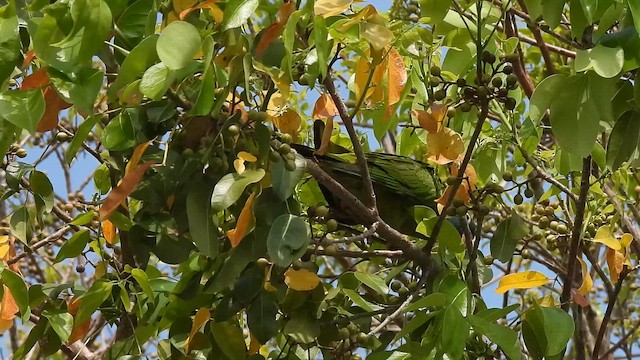 Blue-crowned Parakeet - ML657284951