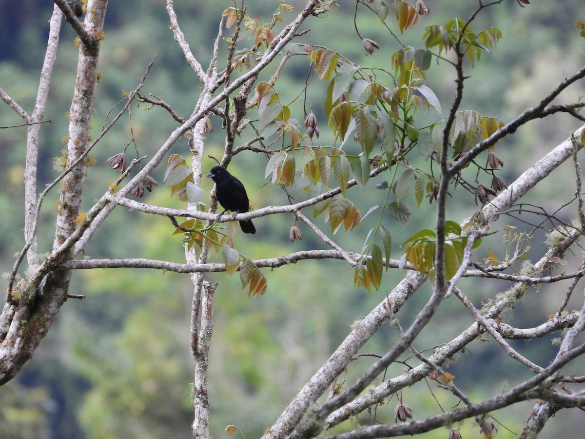 White-lined Tanager - ML657284953