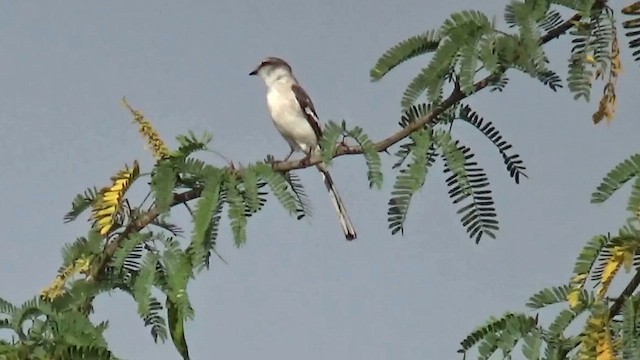 Jerdon's Minivet - ML657285116
