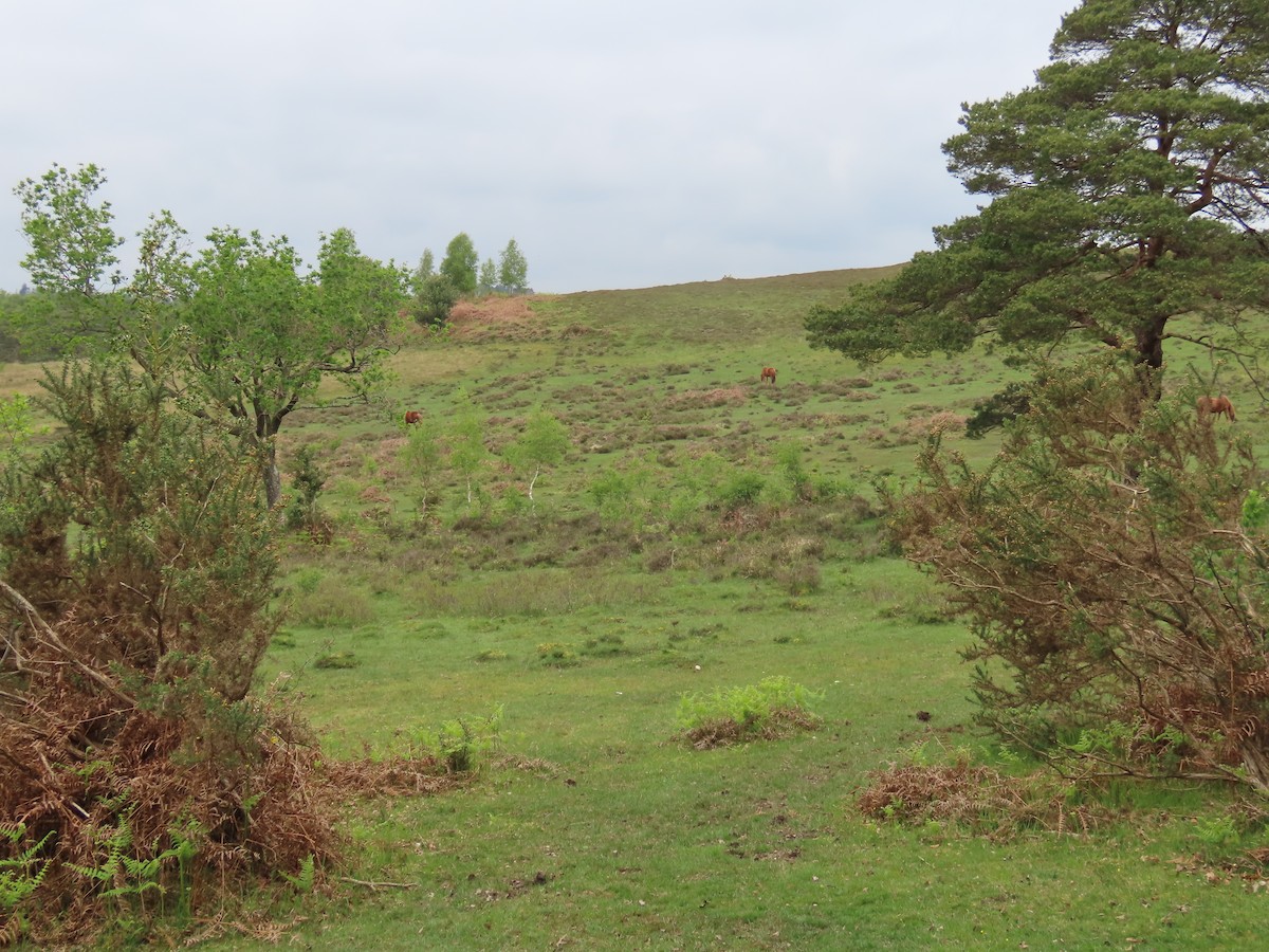 null - ML657285181