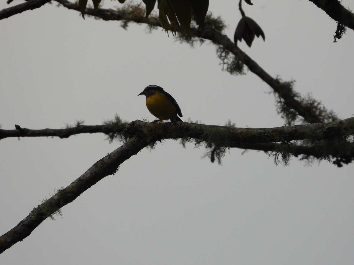 Bananaquit - ML657285261