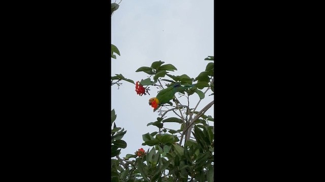 Brown-throated Parakeet - ML657285322