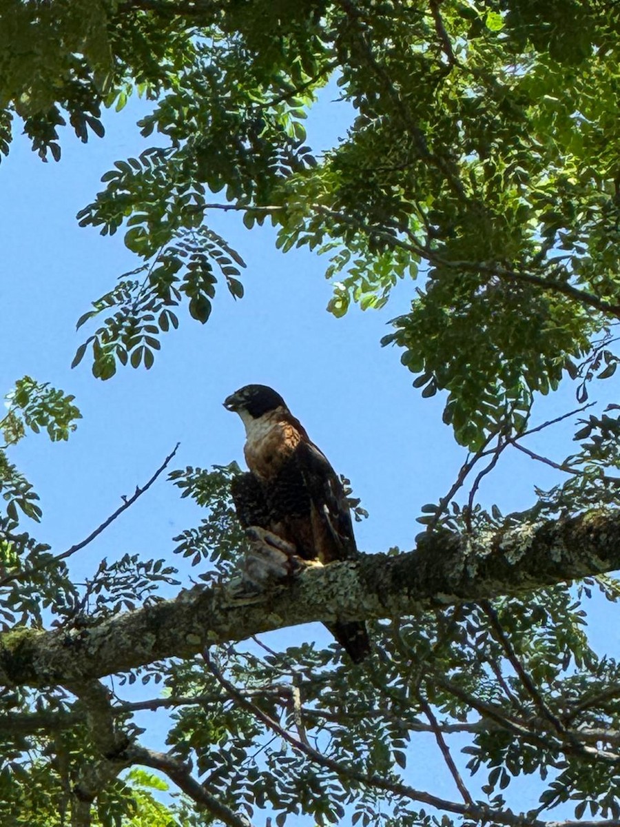 Orange-breasted Falcon - ML657285394