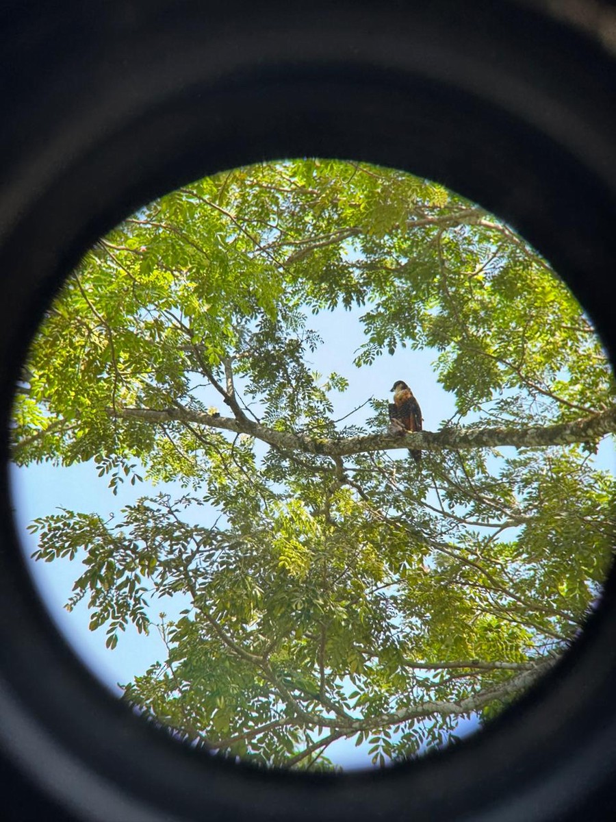 Orange-breasted Falcon - ML657285395
