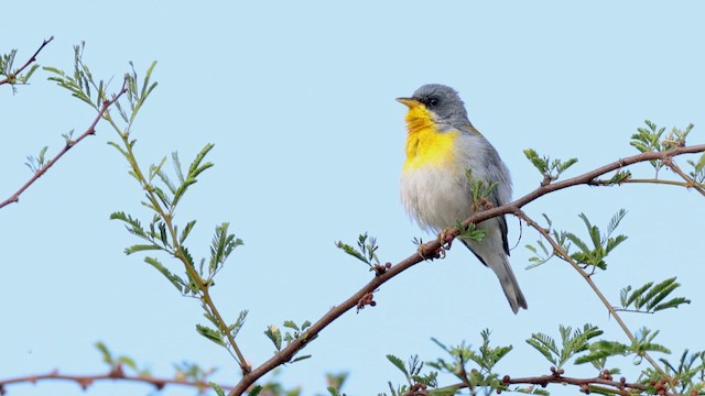 Tropical Parula - ML657285404