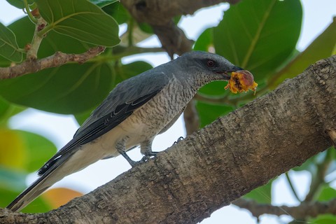 Indian Cuckooshrike media preview from Macaulay Library