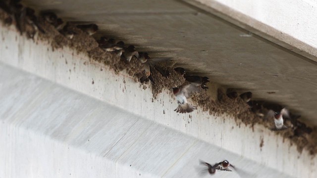 Cliff Swallow - ML657285969