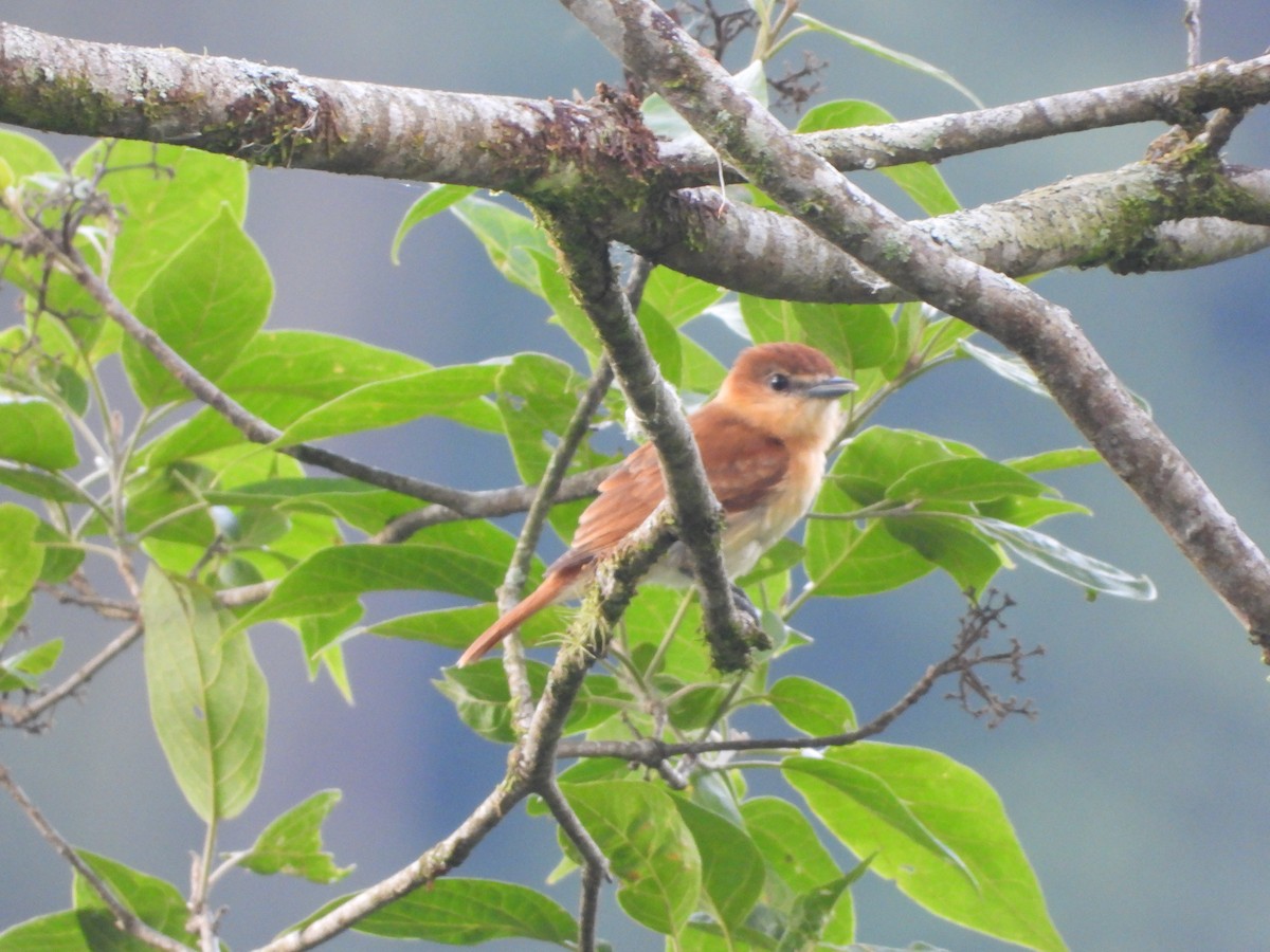 Cinnamon Becard - ML657286071