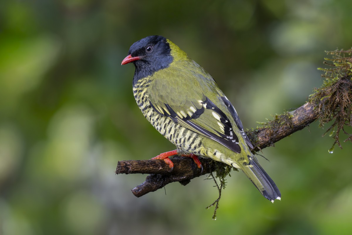 Barred Fruiteater - ML657286099