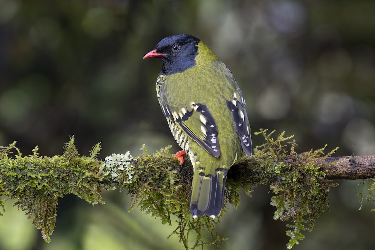 Barred Fruiteater - ML657286100