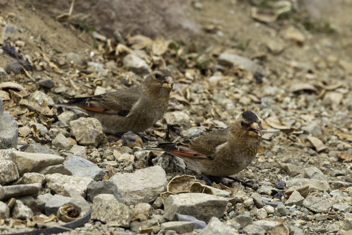 Crimson-winged Finch - ML657286196