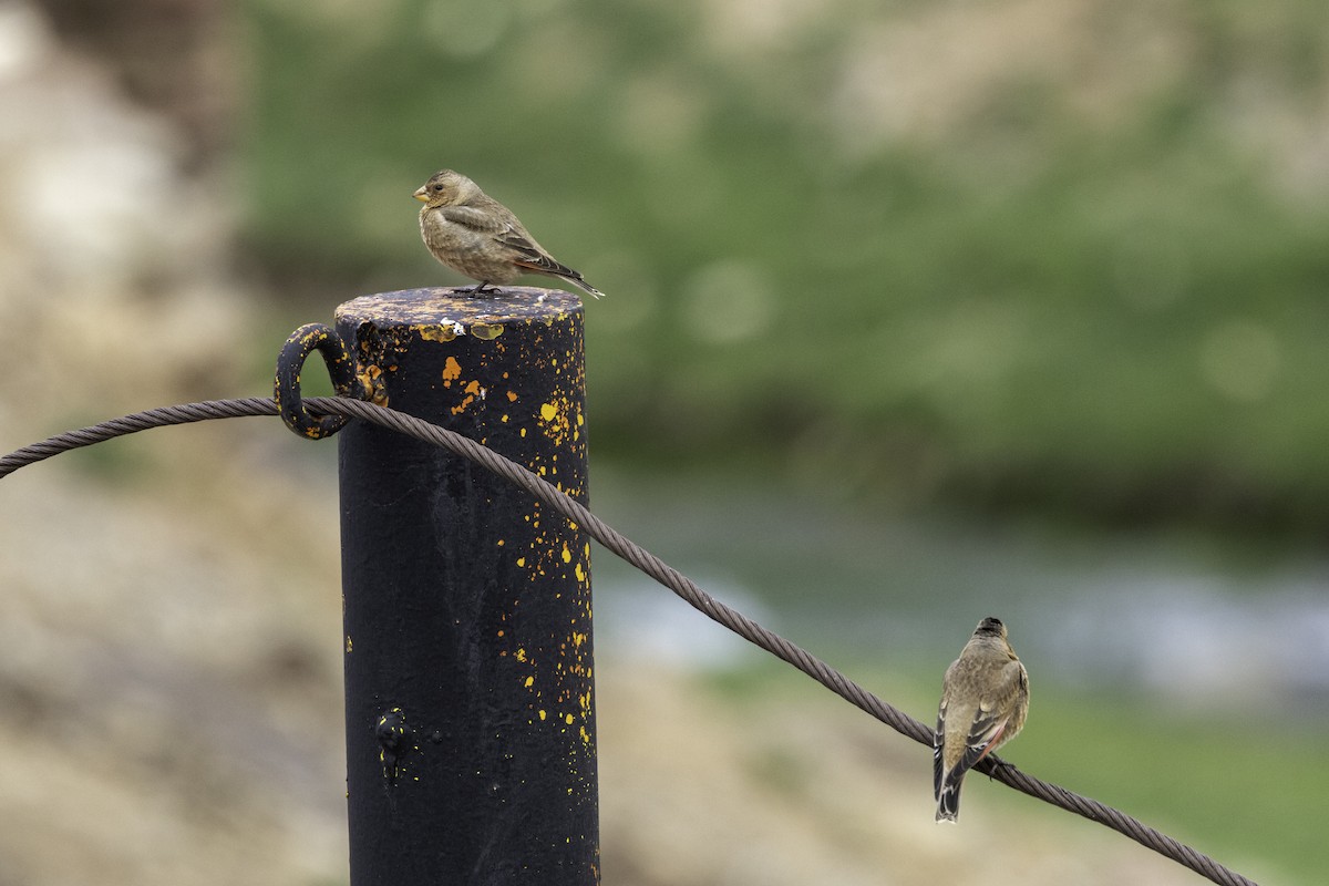 Crimson-winged Finch - ML657286197