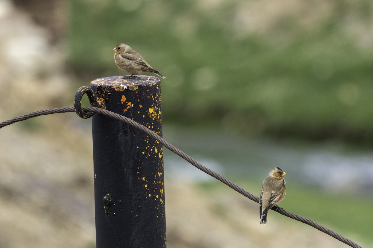 Crimson-winged Finch - ML657286198