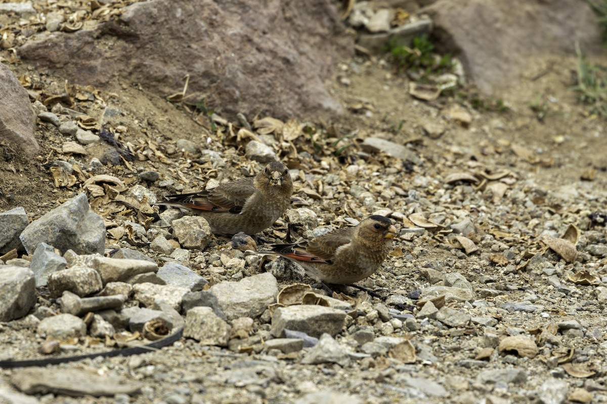 Crimson-winged Finch - ML657286199