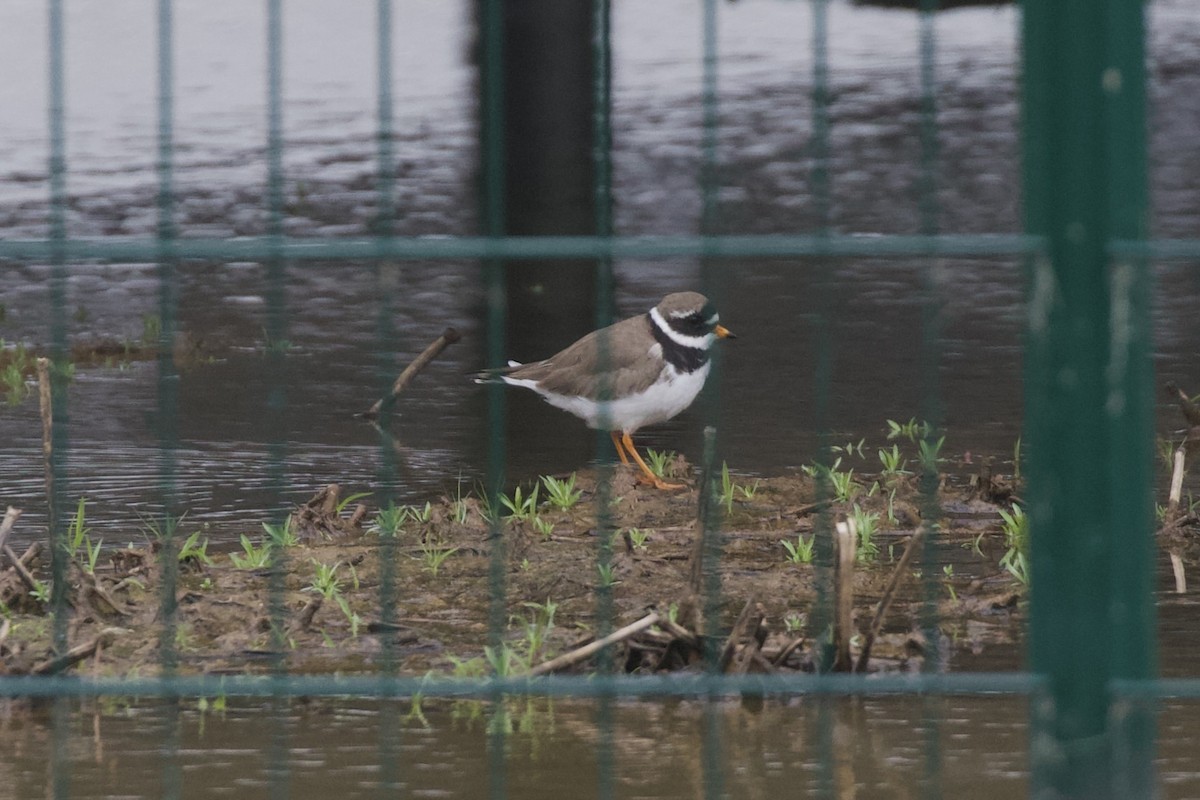 Common Ringed Plover - ML657286283