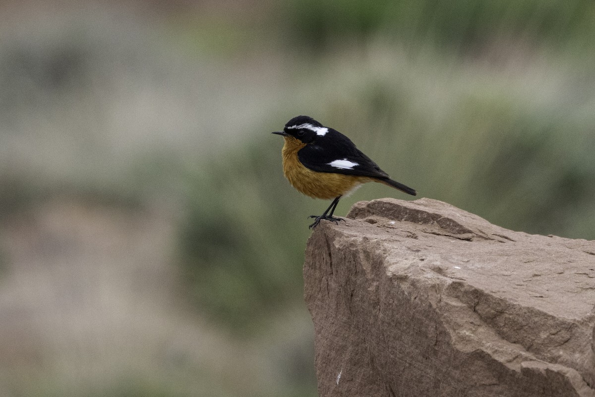 Moussier's Redstart - ML657286509