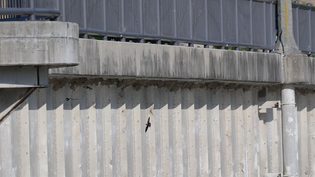 Cliff Swallow - ML657286749