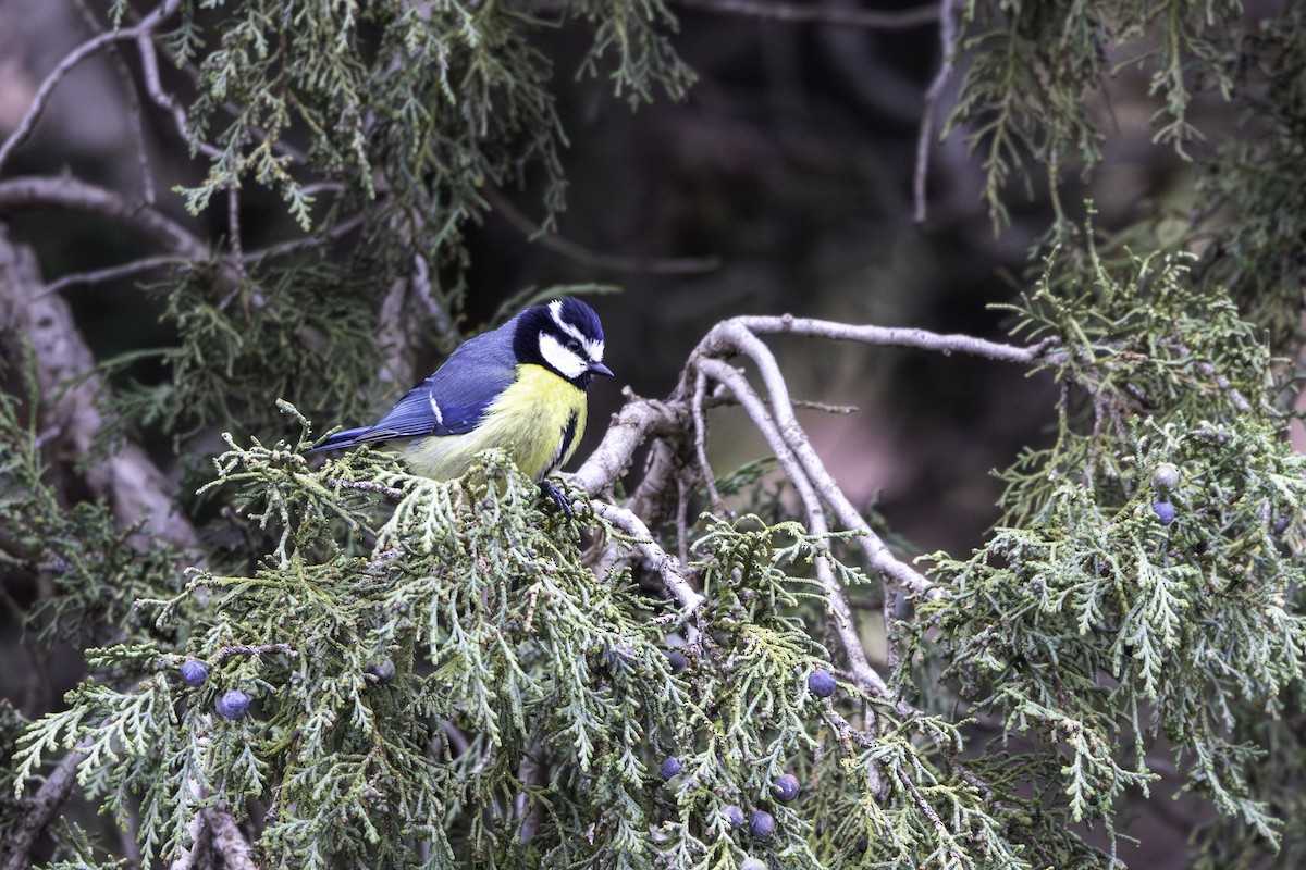 African Blue Tit - ML657287045