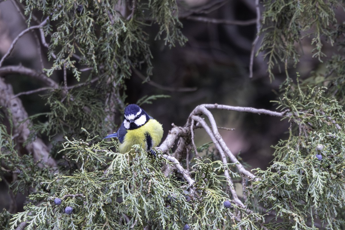 African Blue Tit - ML657287046