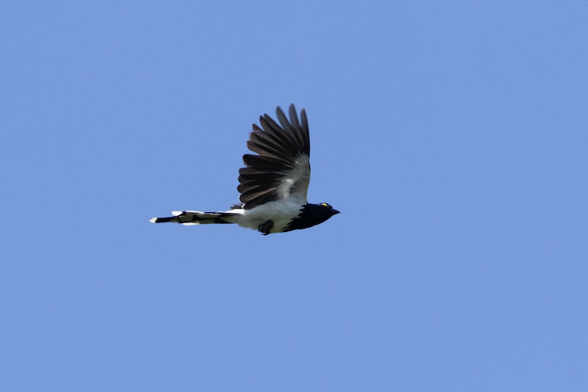 Magpie Tanager - ML657287103