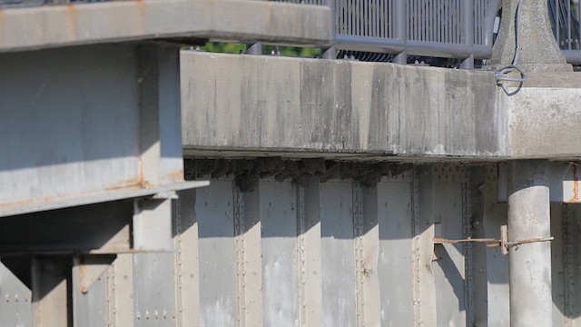 Cliff Swallow - ML657287105