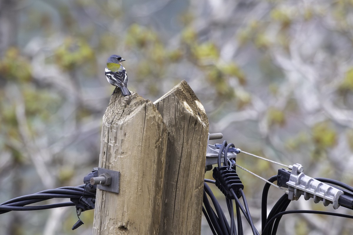 African Chaffinch - ML657287294