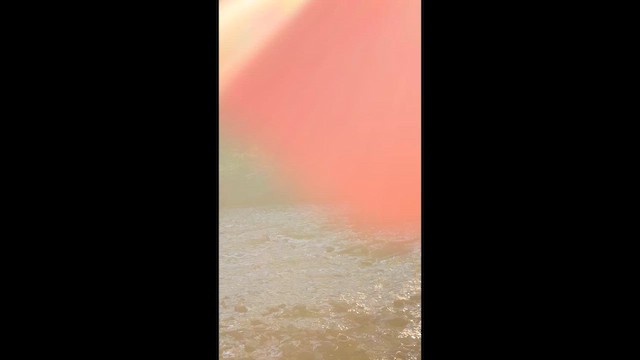 アメリカオシ - ML657287413