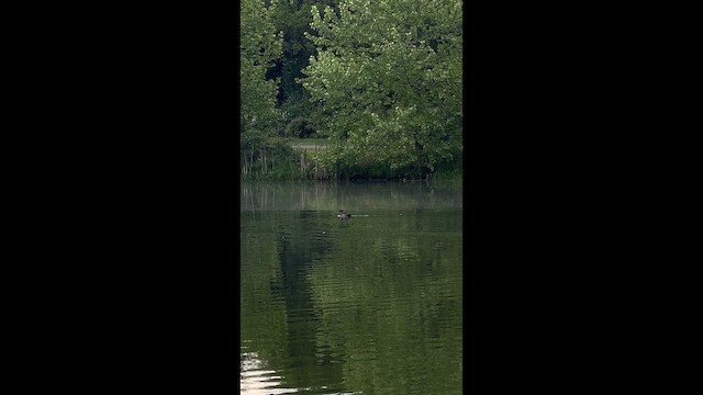 アメリカオシ - ML657287557