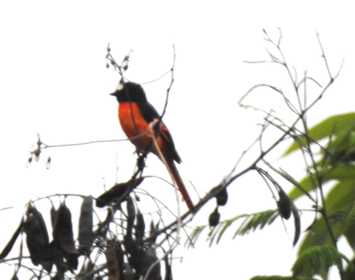 Orange Minivet - ML657288305