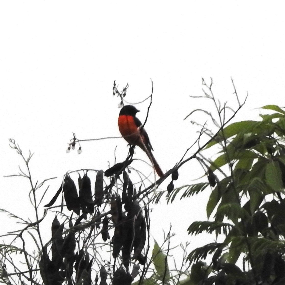 Orange Minivet - ML657288310