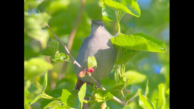 Gray Catbird - ML657288990