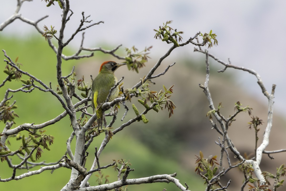Levaillant's Woodpecker - ML657289039