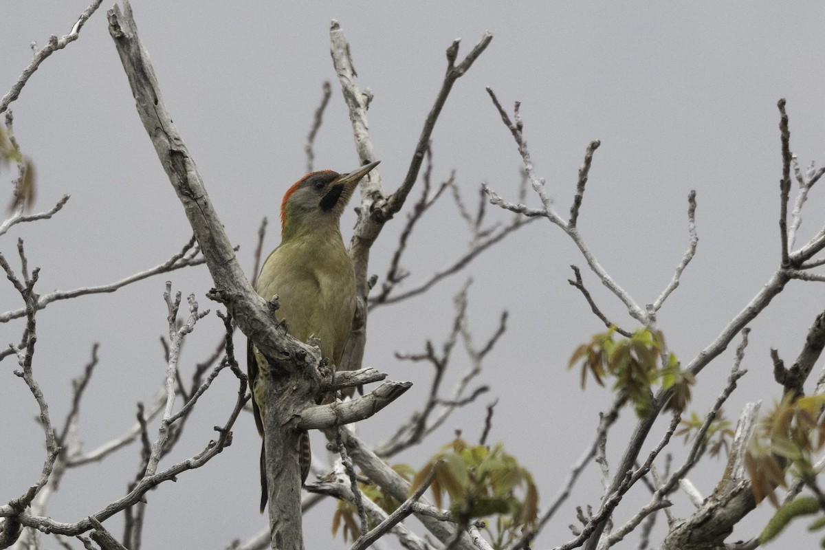 Levaillant's Woodpecker - ML657289040