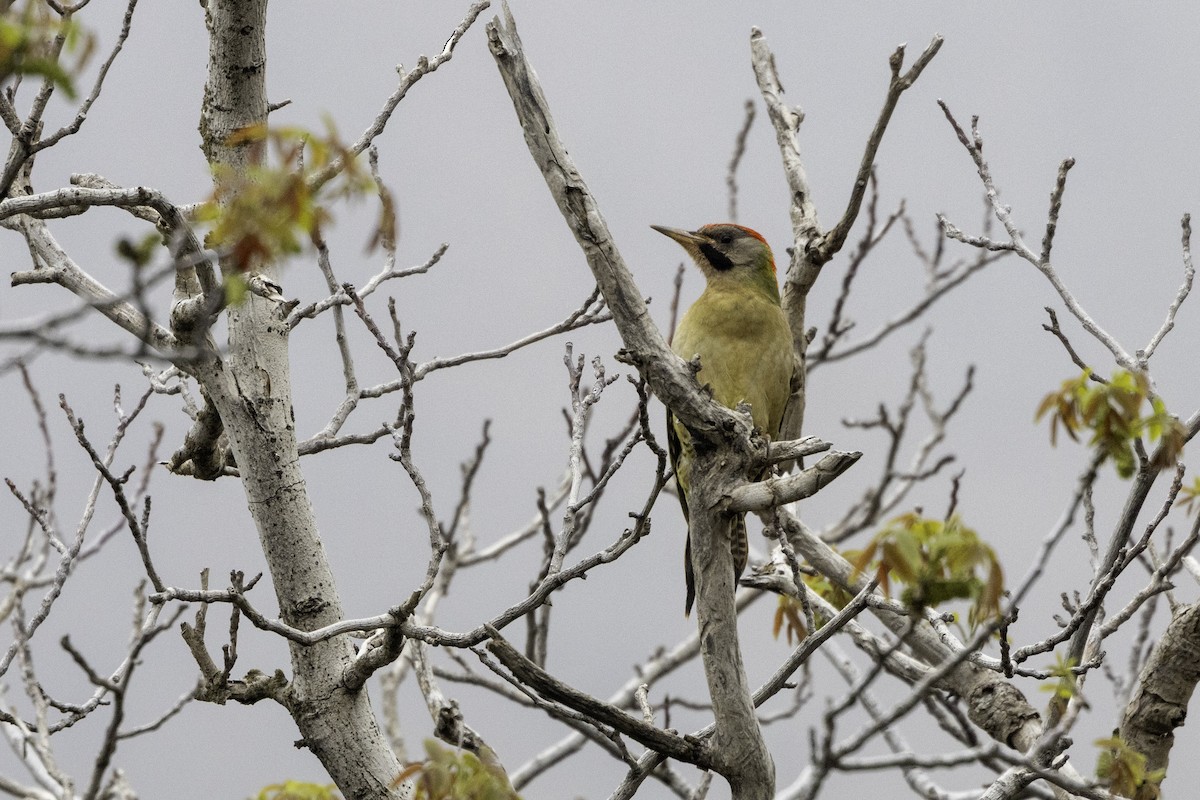 Levaillant's Woodpecker - ML657289041