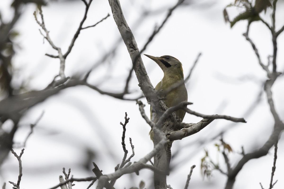 Levaillant's Woodpecker - ML657289042