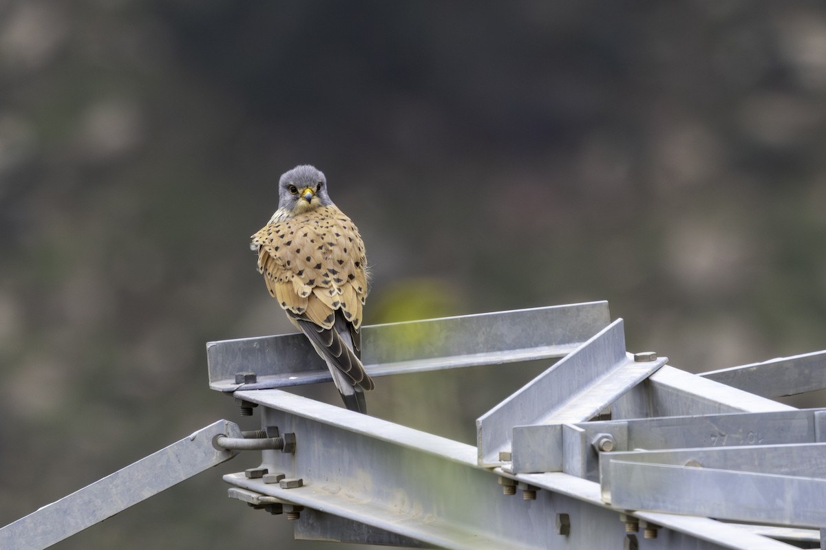 Eurasian Kestrel - ML657289233
