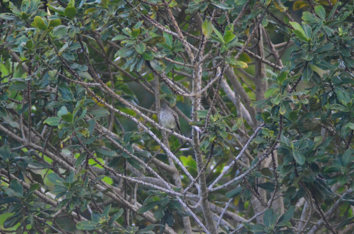 Plain Thornbird - ML657290075