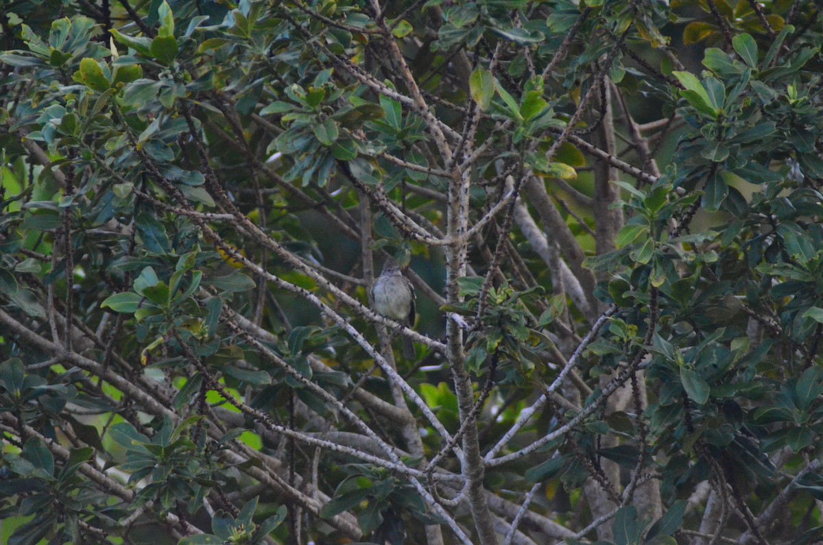 Plain Thornbird - ML657290077