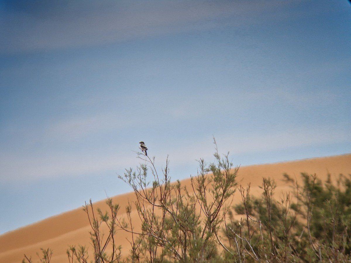 Great Gray Shrike (Sahara) - ML657290598