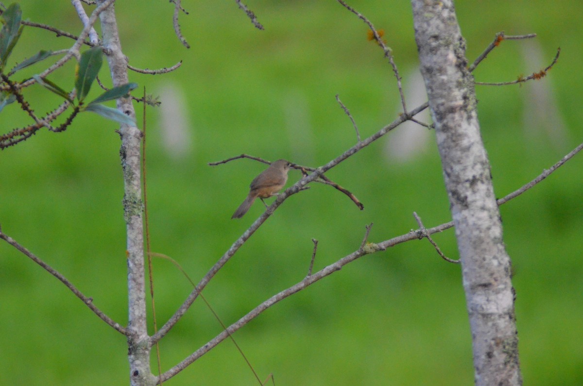 Plain Thornbird - ML657290692