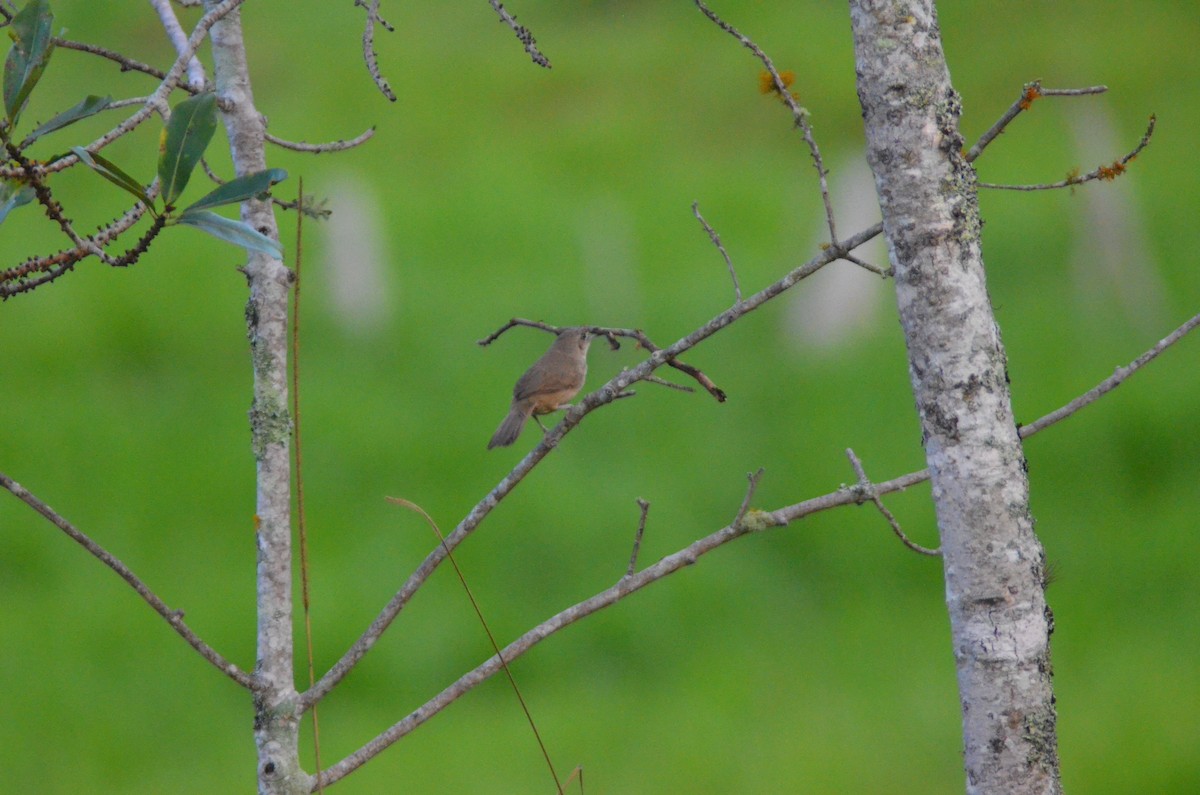 Plain Thornbird - ML657290694